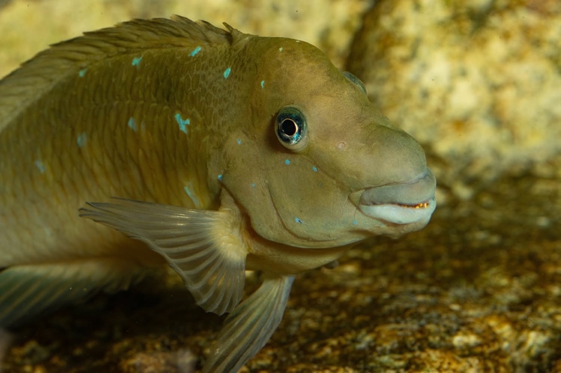 Spathodus marlieri 'Kagunga'